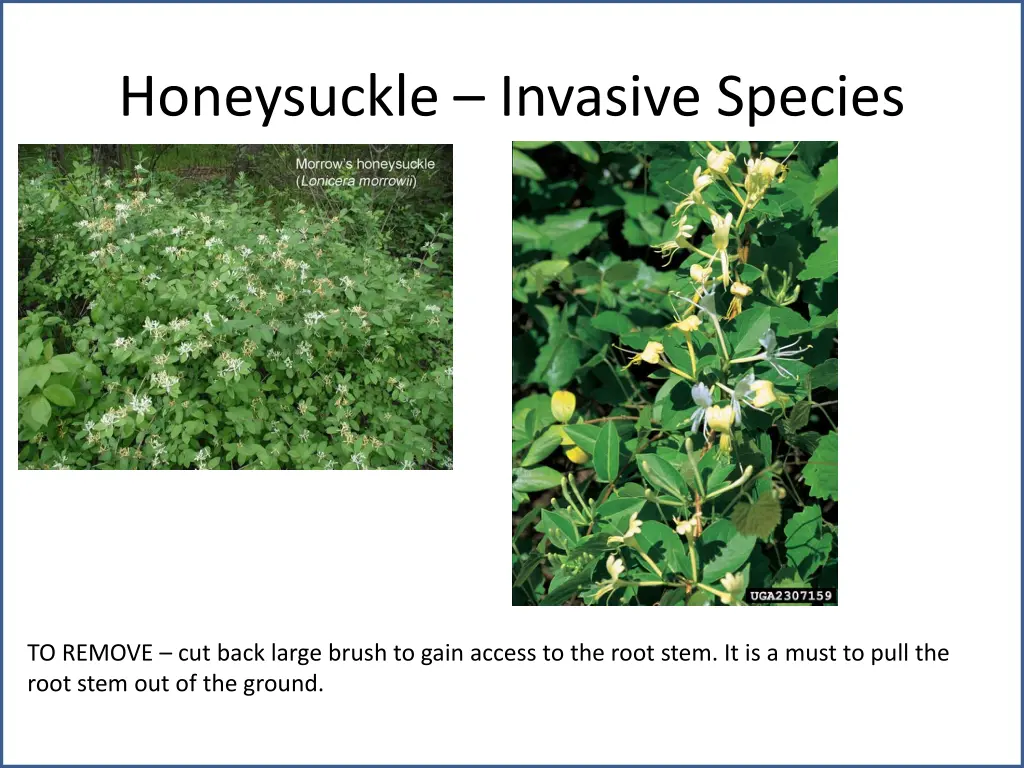 honeysuckle invasive species