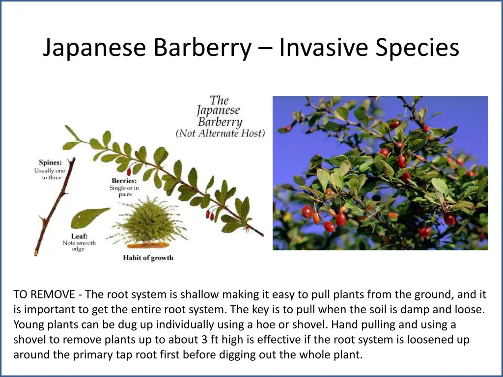 japanese barberry invasive species