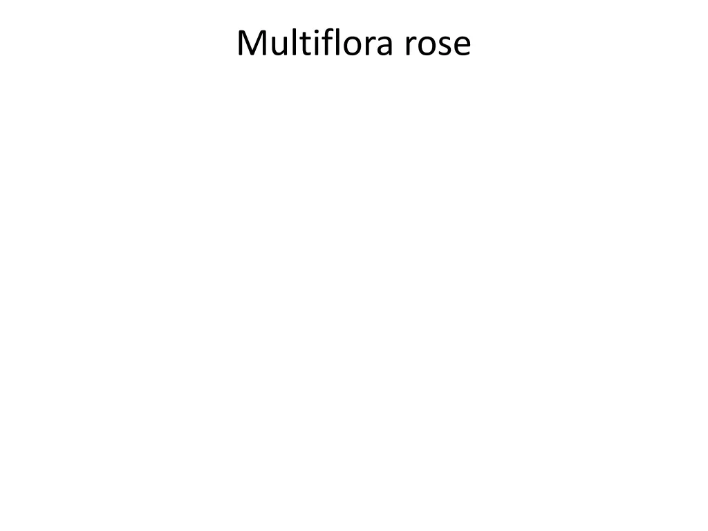 multiflora rose