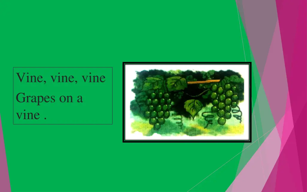 vine vine vine grapes on a vine