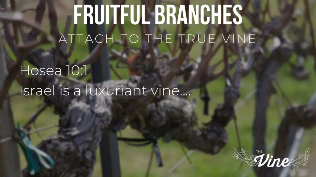 attach to the true vine