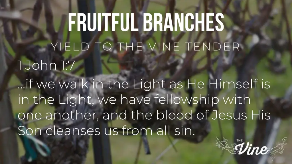 yield to the vine tender 1 john 1 7 if we walk