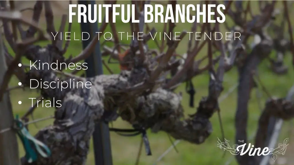 yield to the vine tender 1