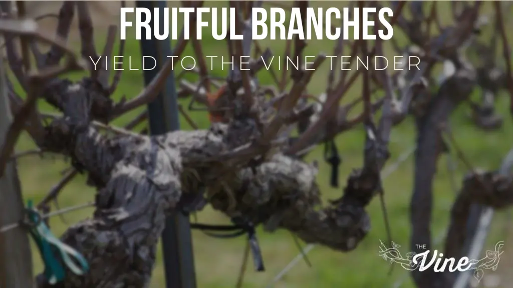 yield to the vine tender