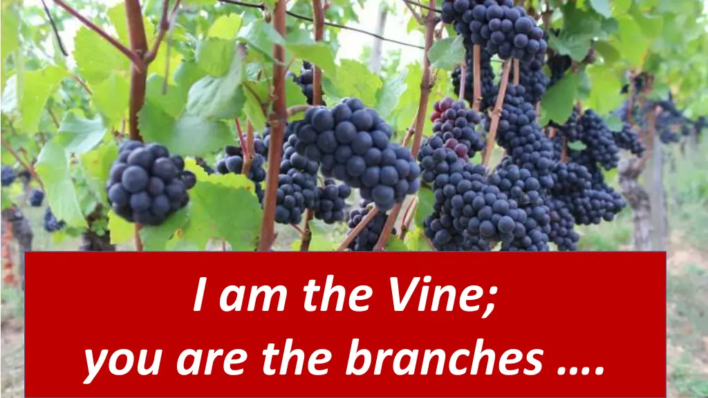 i am the vine you are the branches