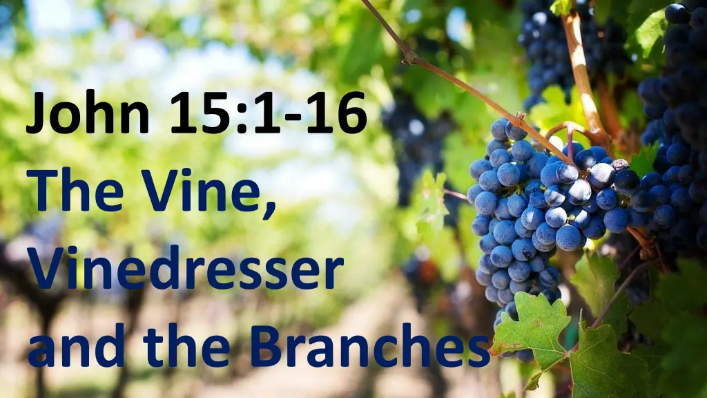 john 15 1 16 the vine vinedresser and the branches