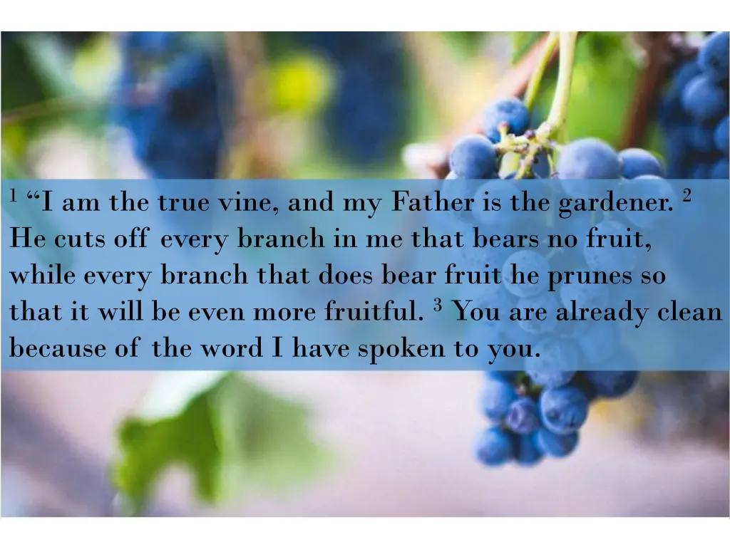 1 i am the true vine and my father