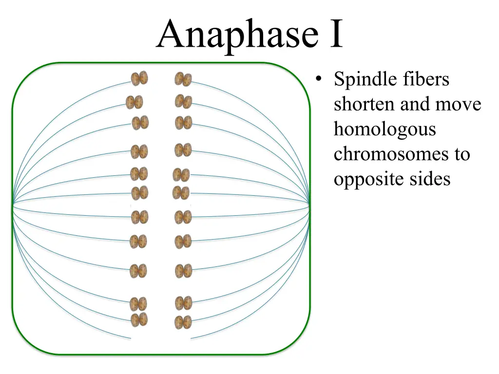 anaphase i