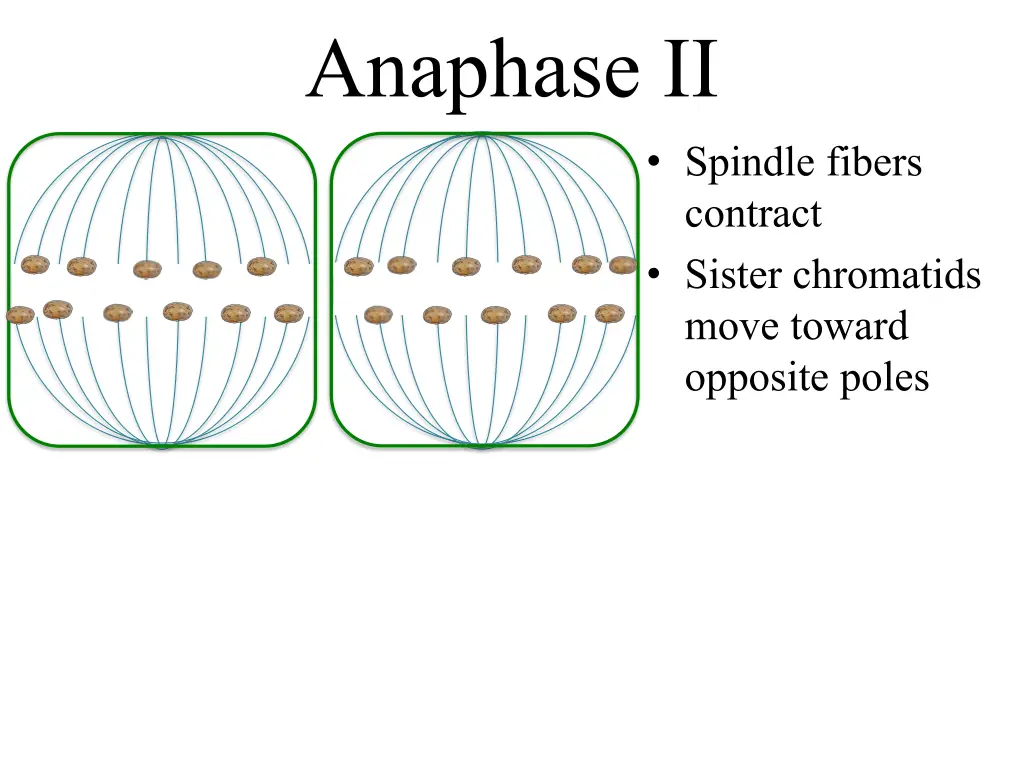 anaphase ii