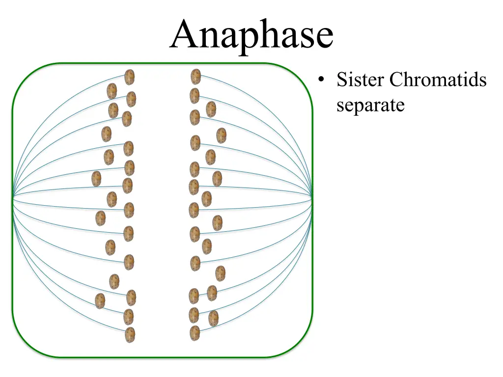 anaphase