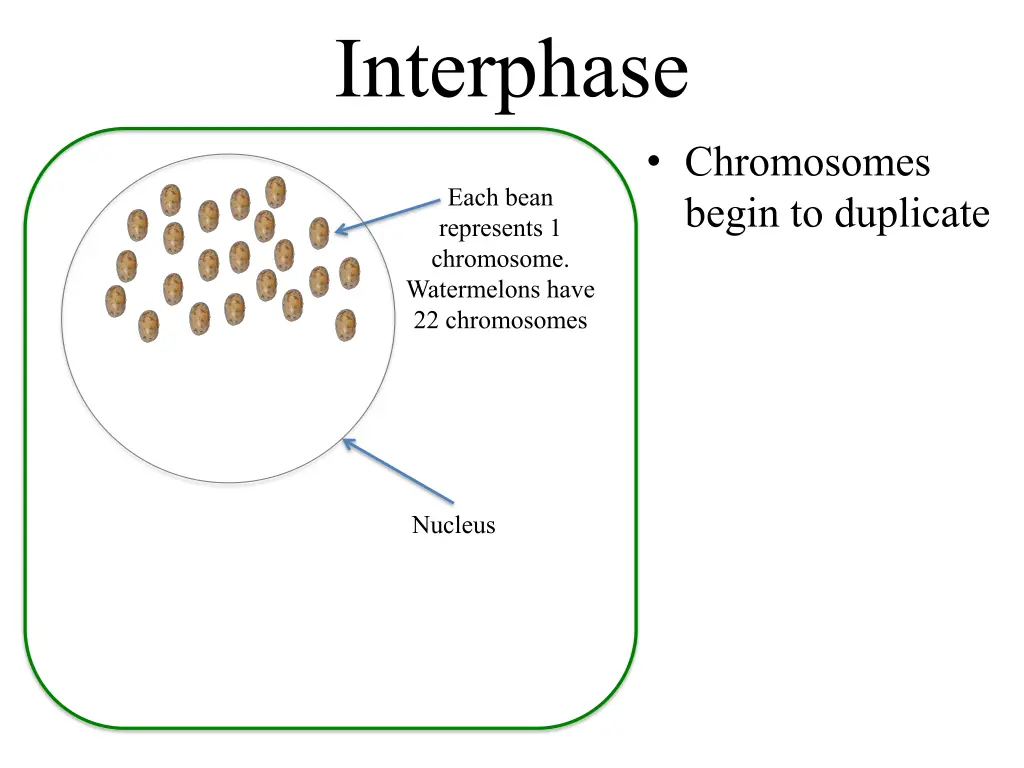 interphase