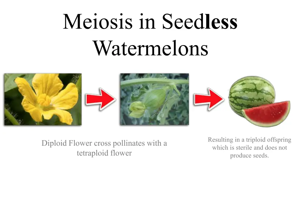 meiosis in seed less watermelons