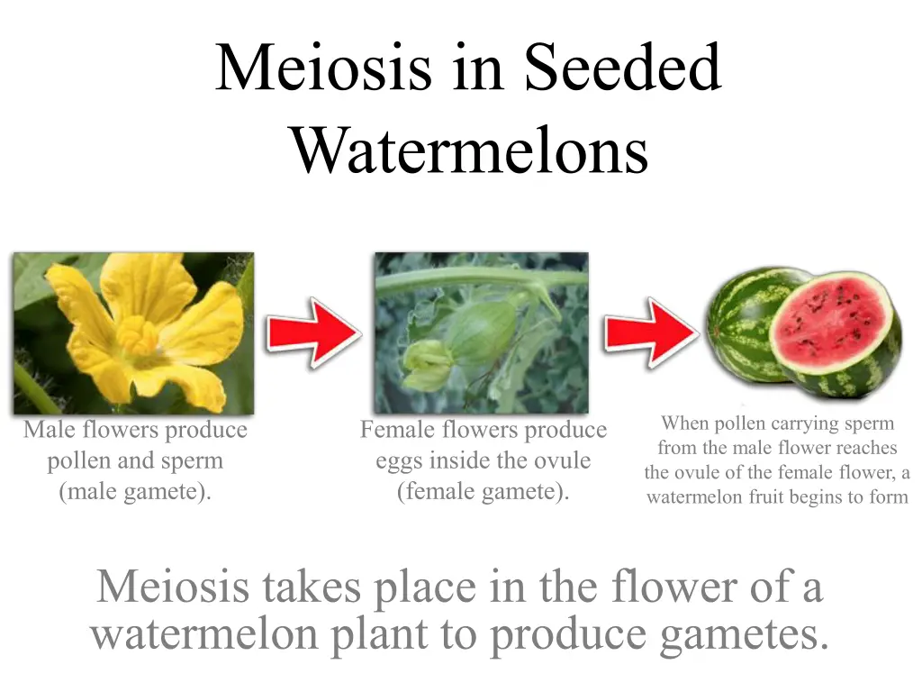 meiosis in seeded watermelons