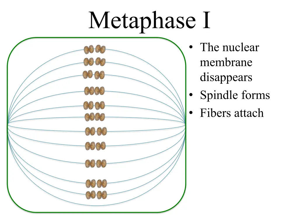 metaphase i