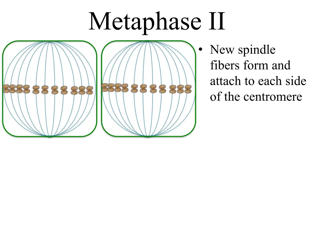 metaphase ii