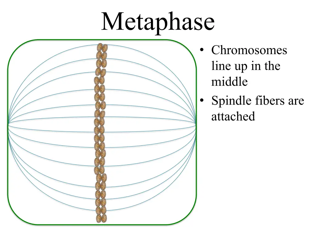 metaphase