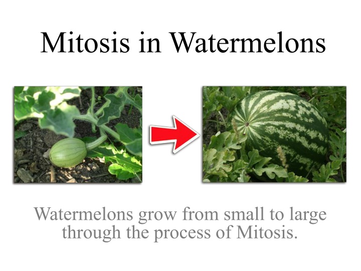 mitosis in watermelons