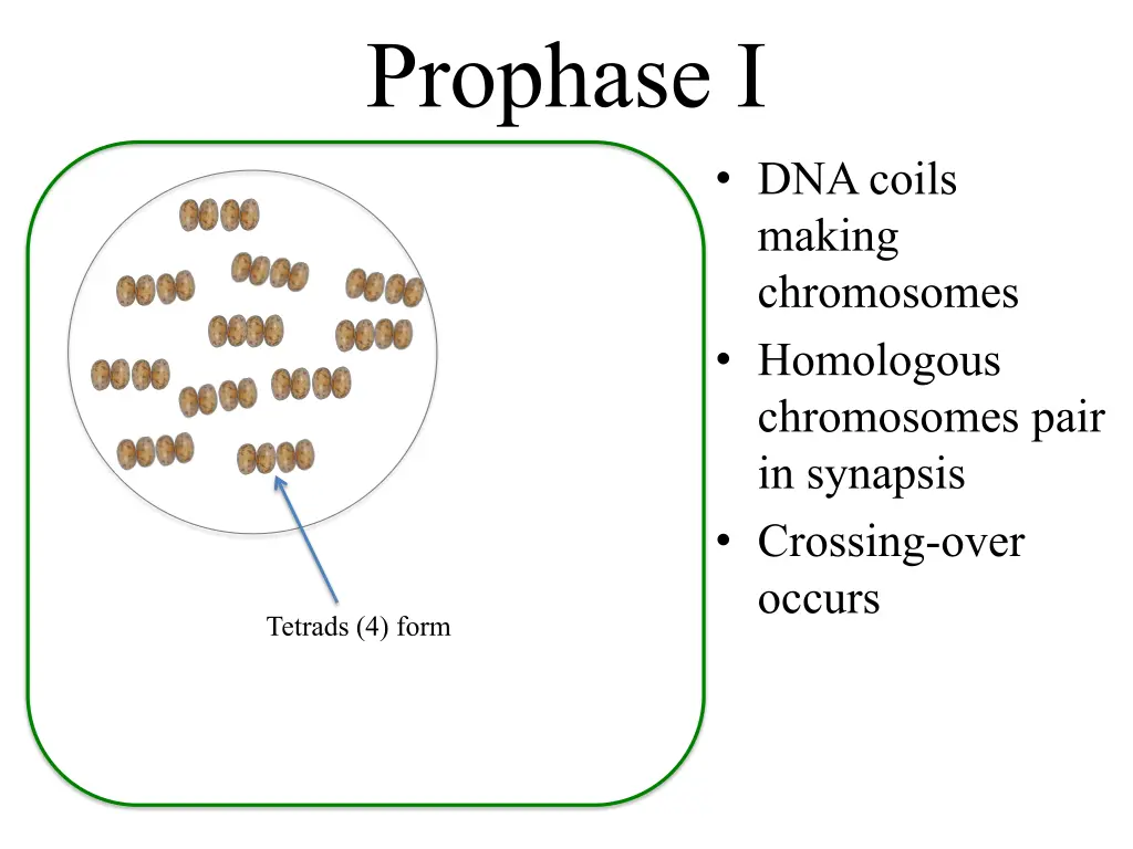 prophase i