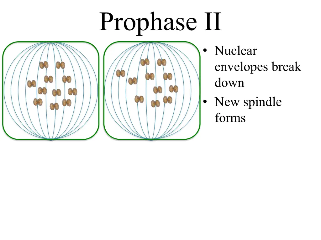 prophase ii