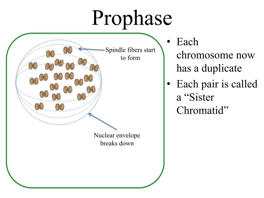 prophase