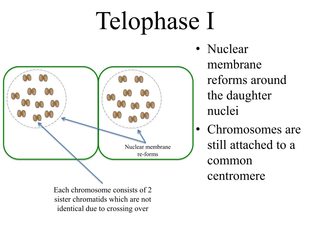 telophase i