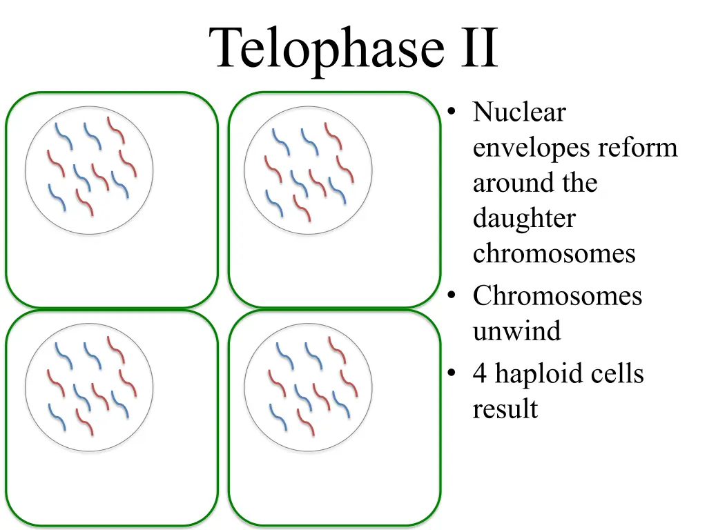 telophase ii