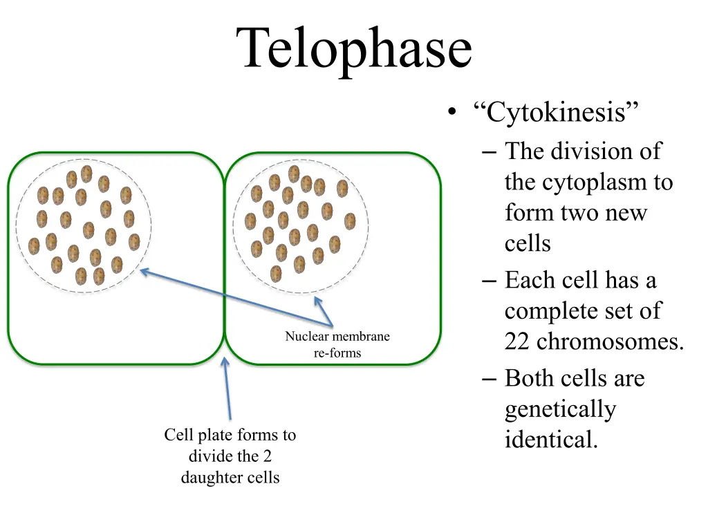 telophase