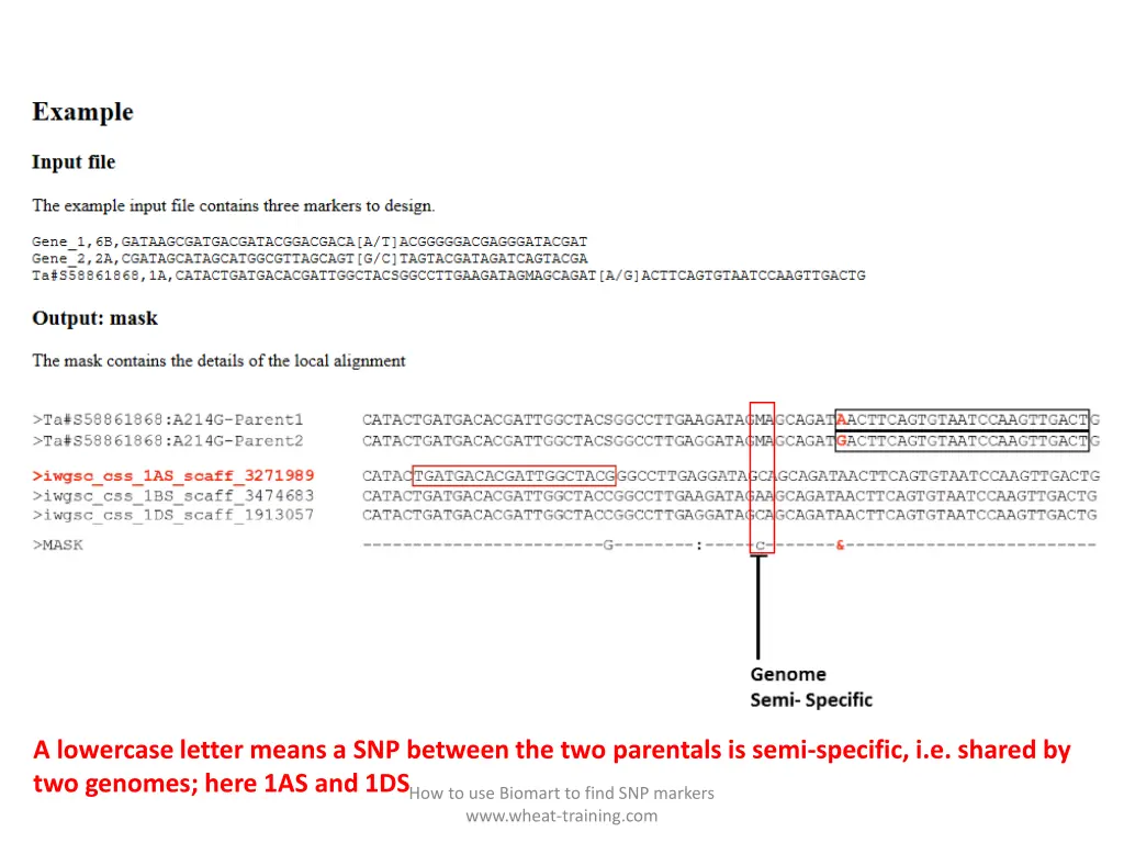 a lowercase letter means a snp between