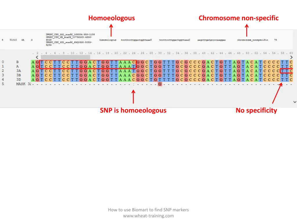 homoeologous