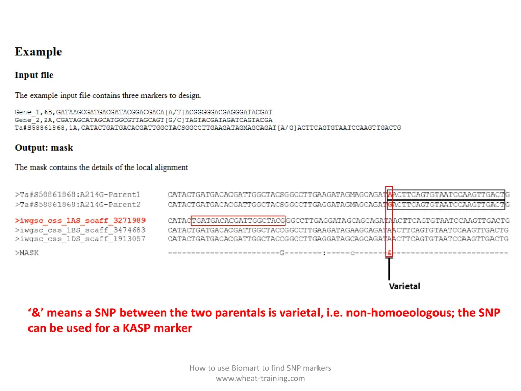 means a snp between the two parentals is varietal