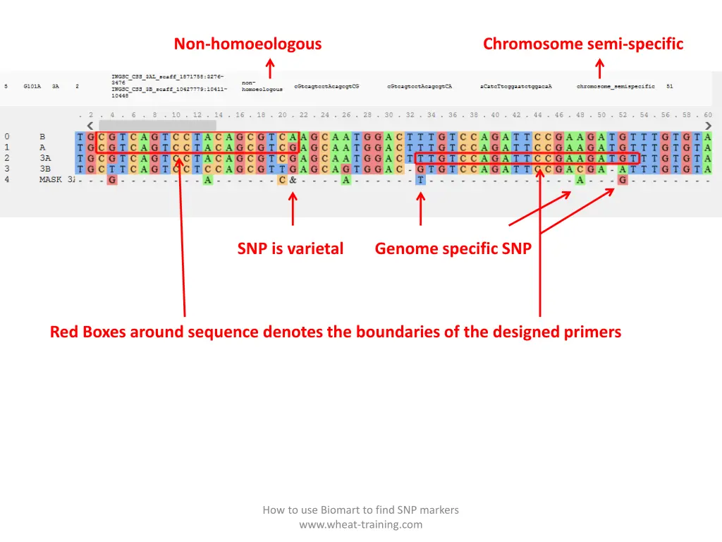 non homoeologous