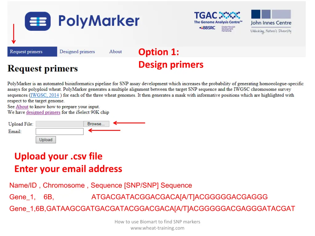 option 1 design primers