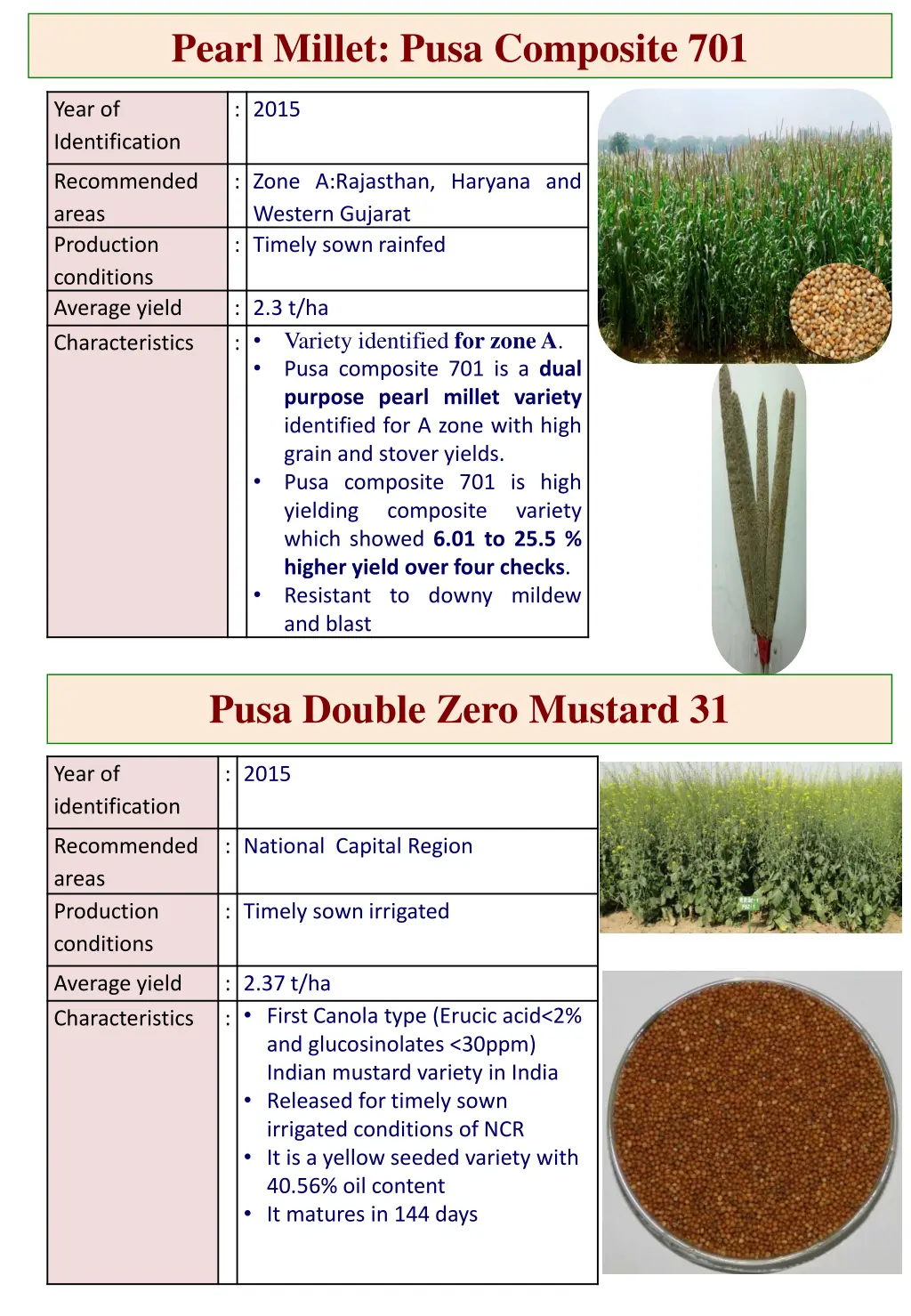 pearl millet pusa composite 701