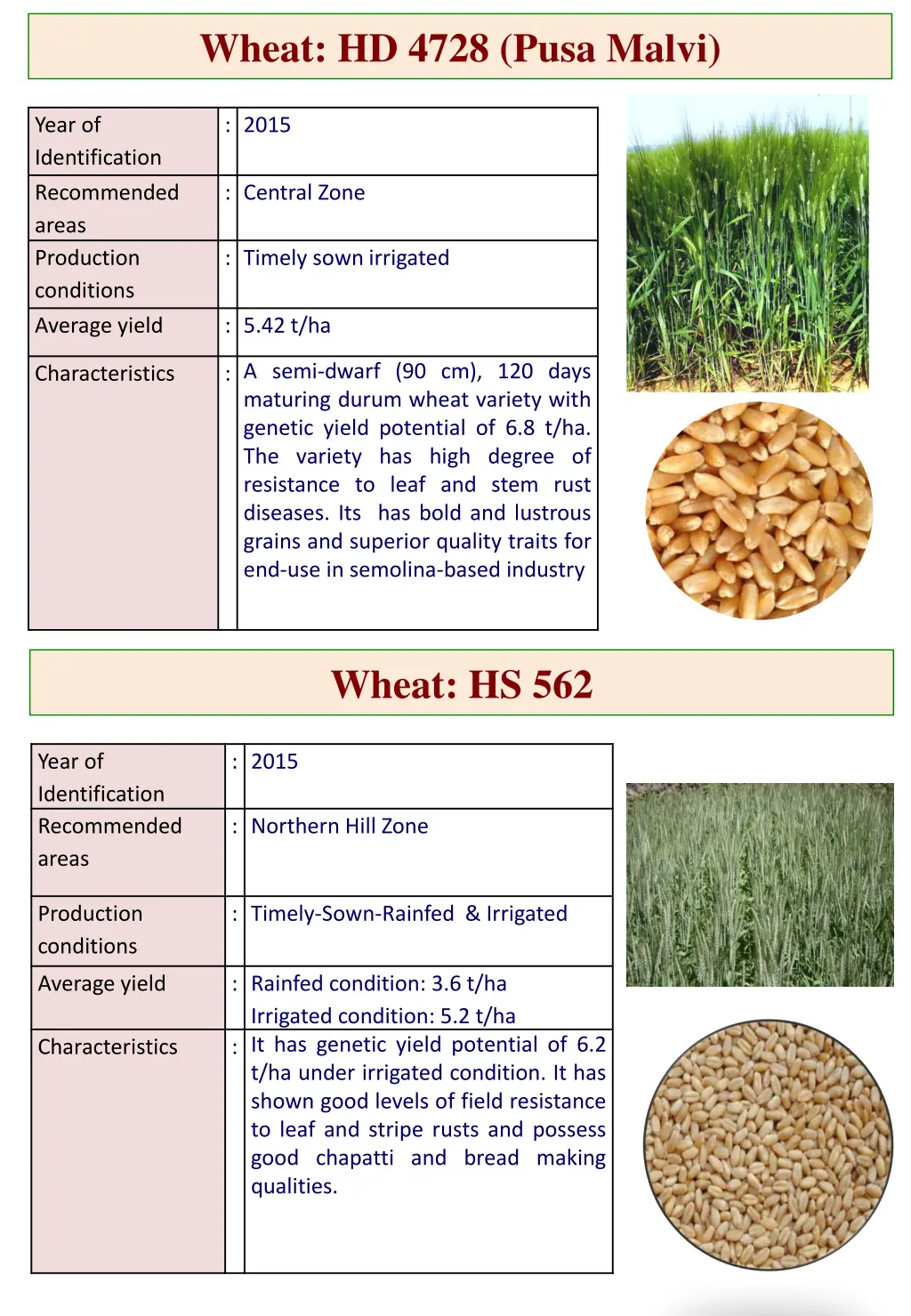 wheat hd 4728 pusa malvi