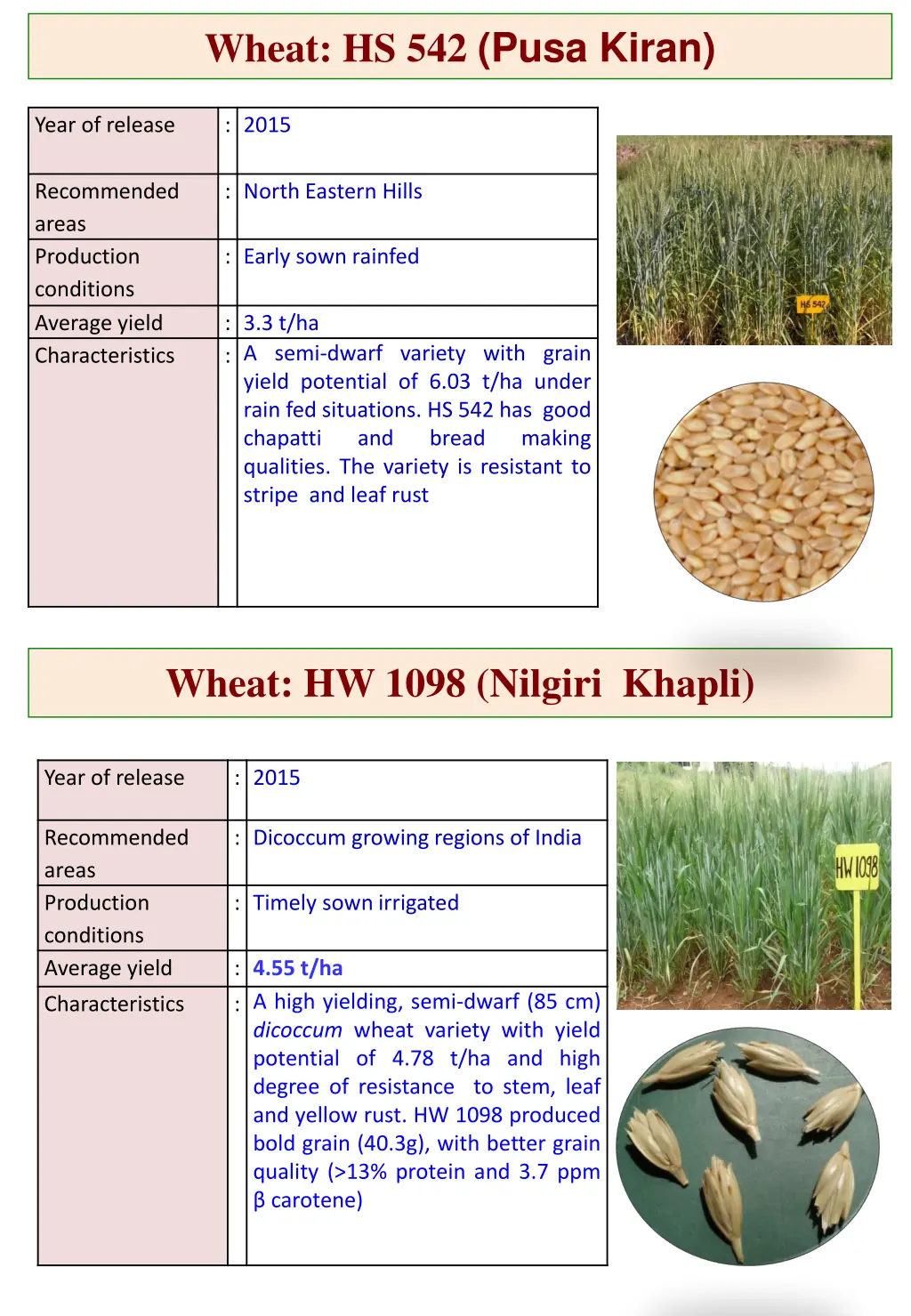 wheat hs 542 pusa kiran