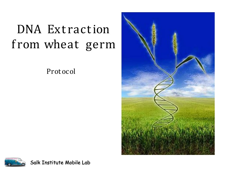 dna extraction from wheat germ