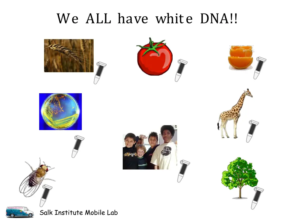 we all have white dna