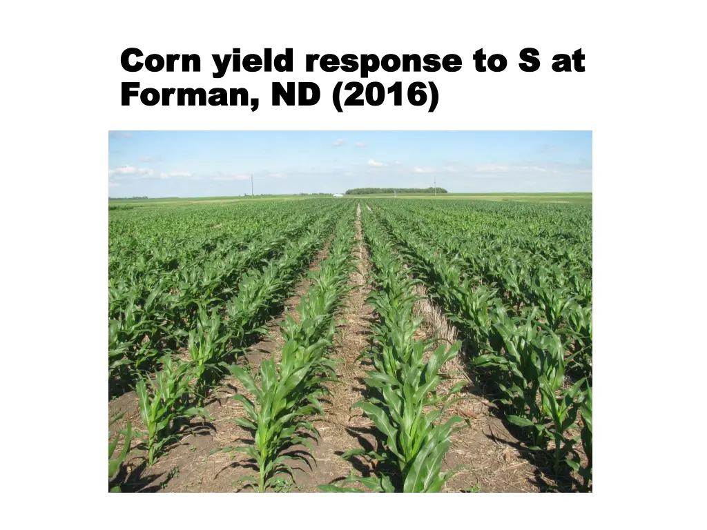 corn corn yield response to s at yield response