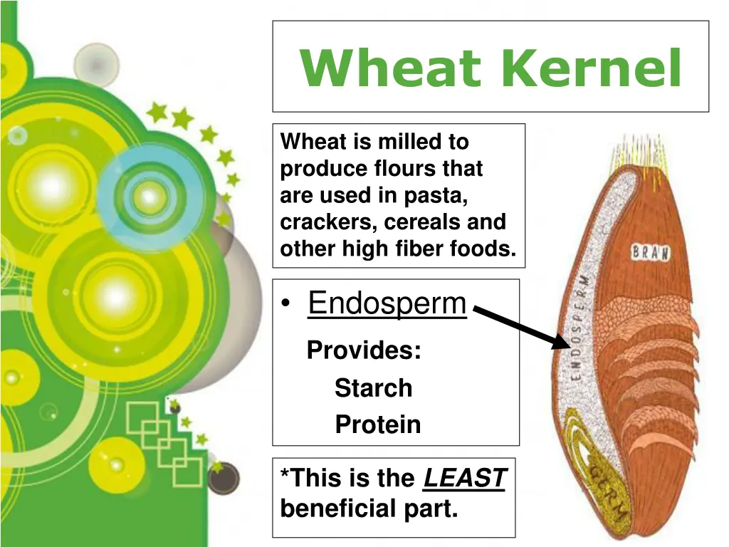 wheat kernel