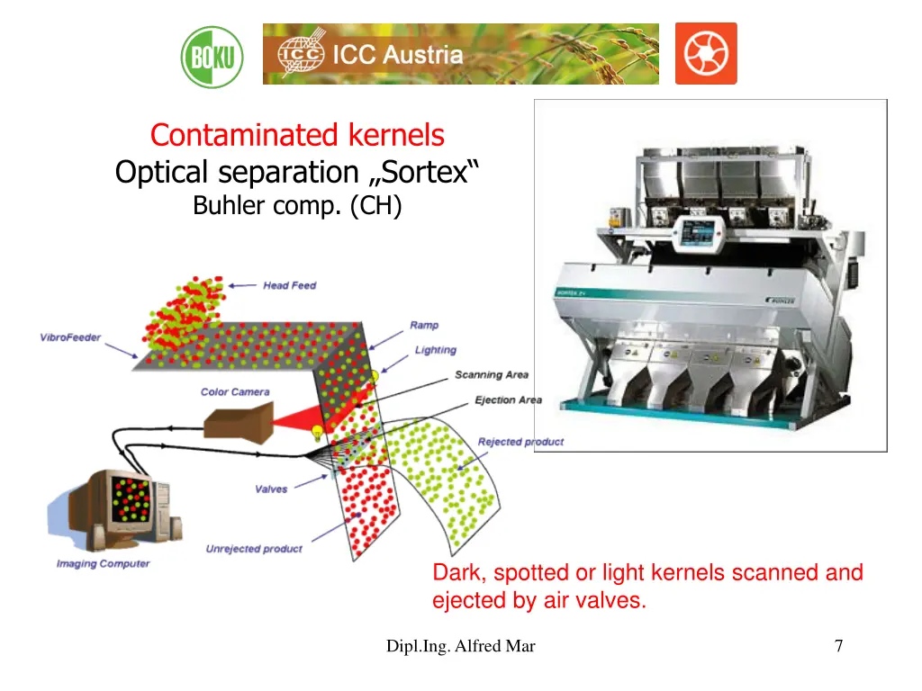 contaminated kernels optical separation sortex