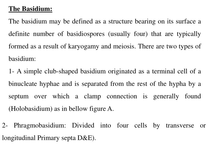 the basidium