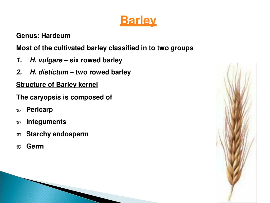 barley