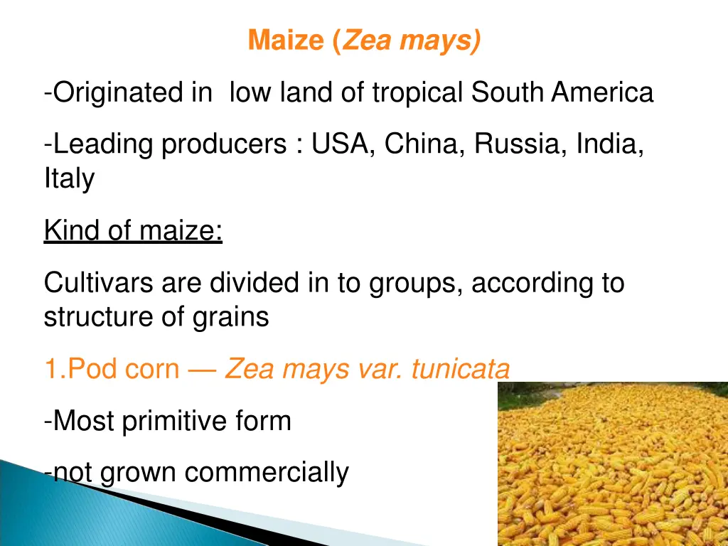 maize zea mays