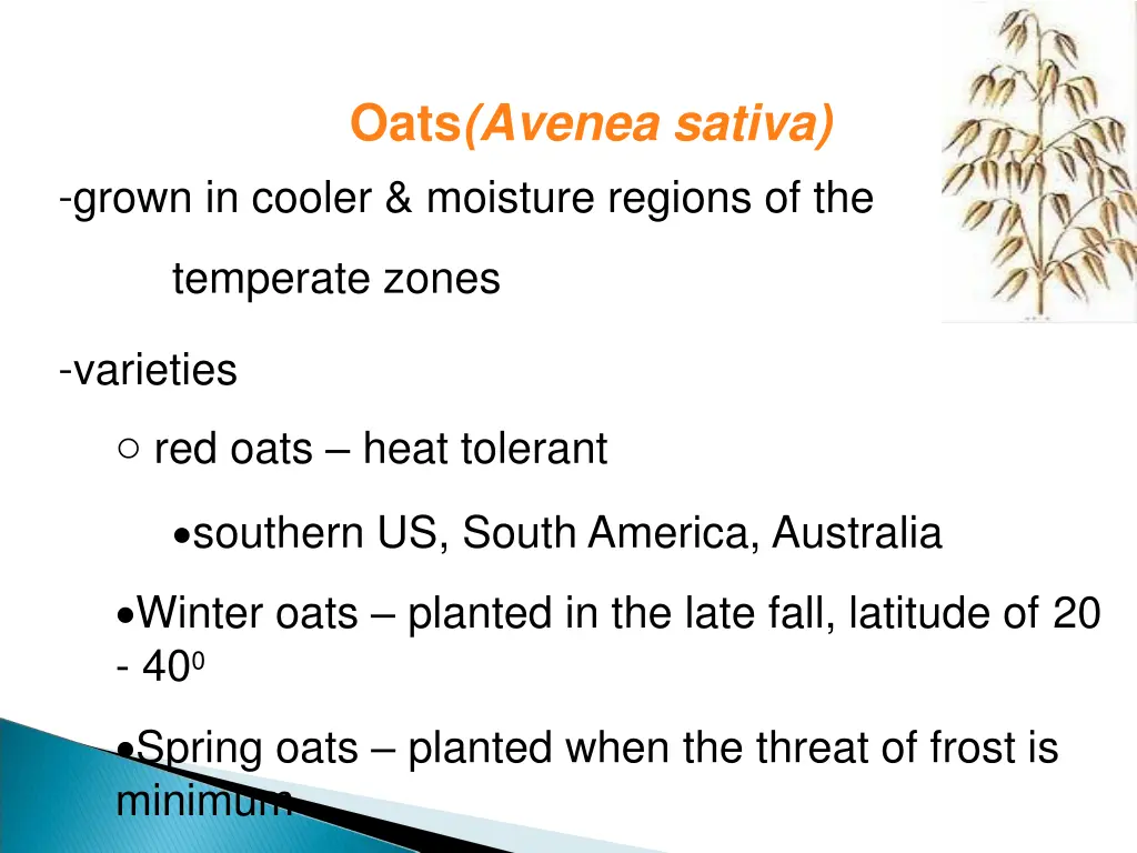 oats avenea sativa