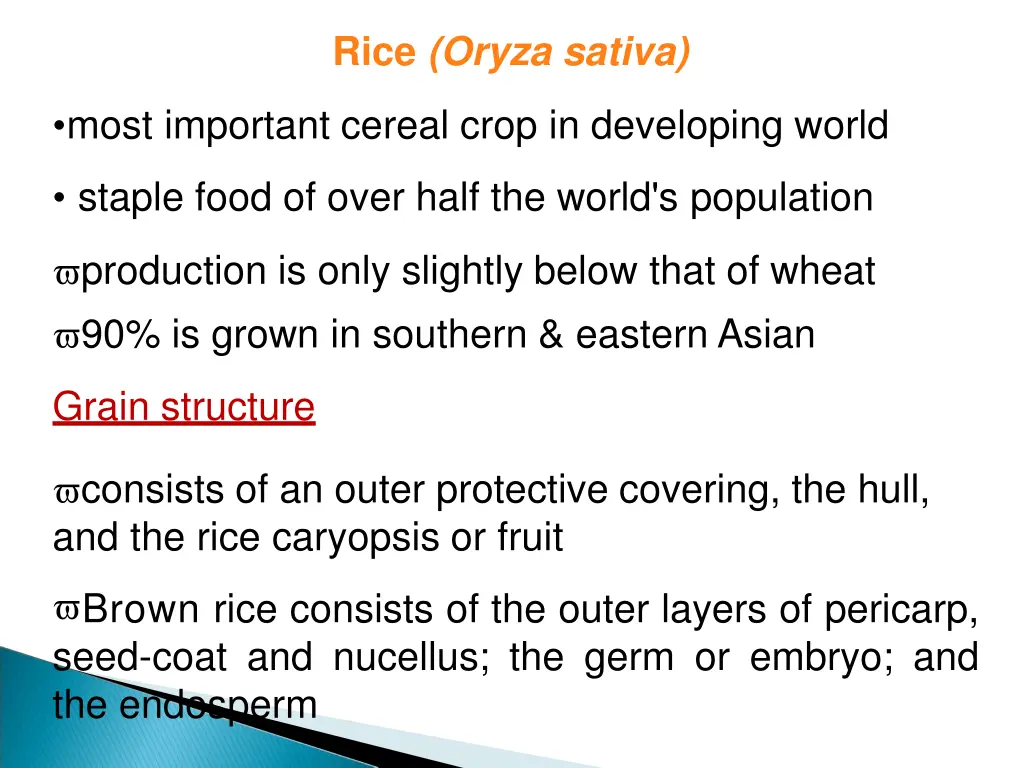 rice oryza sativa