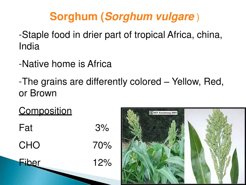 sorghum sorghum vulgare