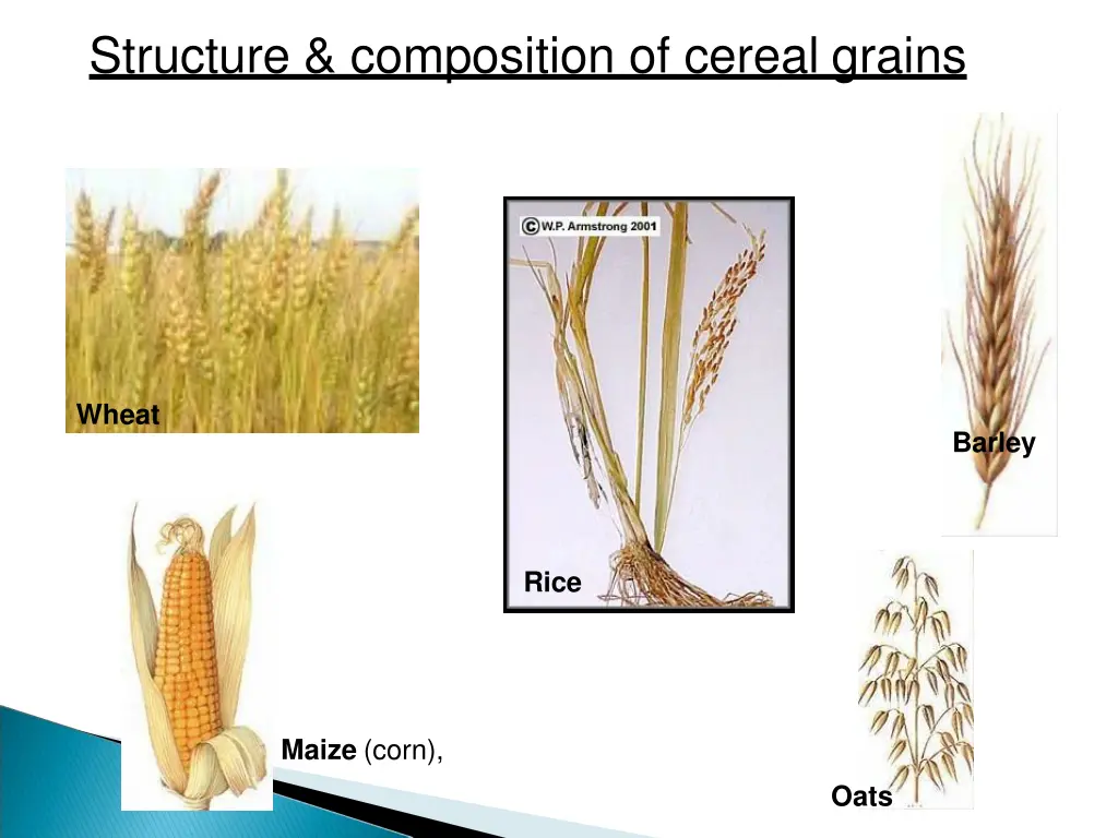 structure composition of cereal grains