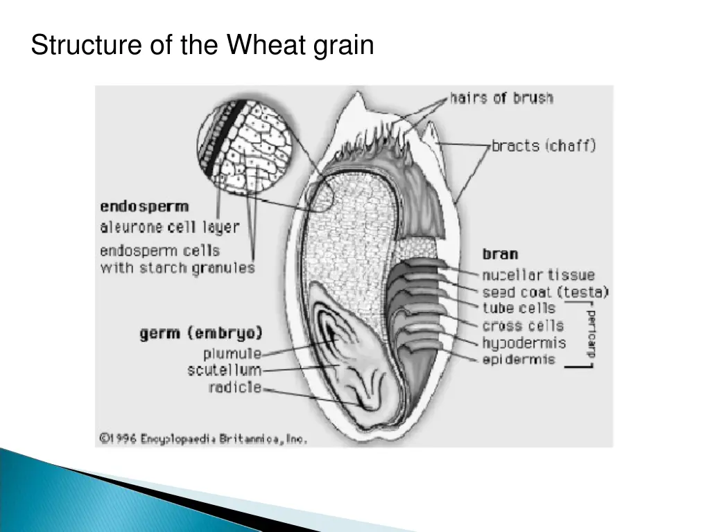 structure of the wheat grain 1