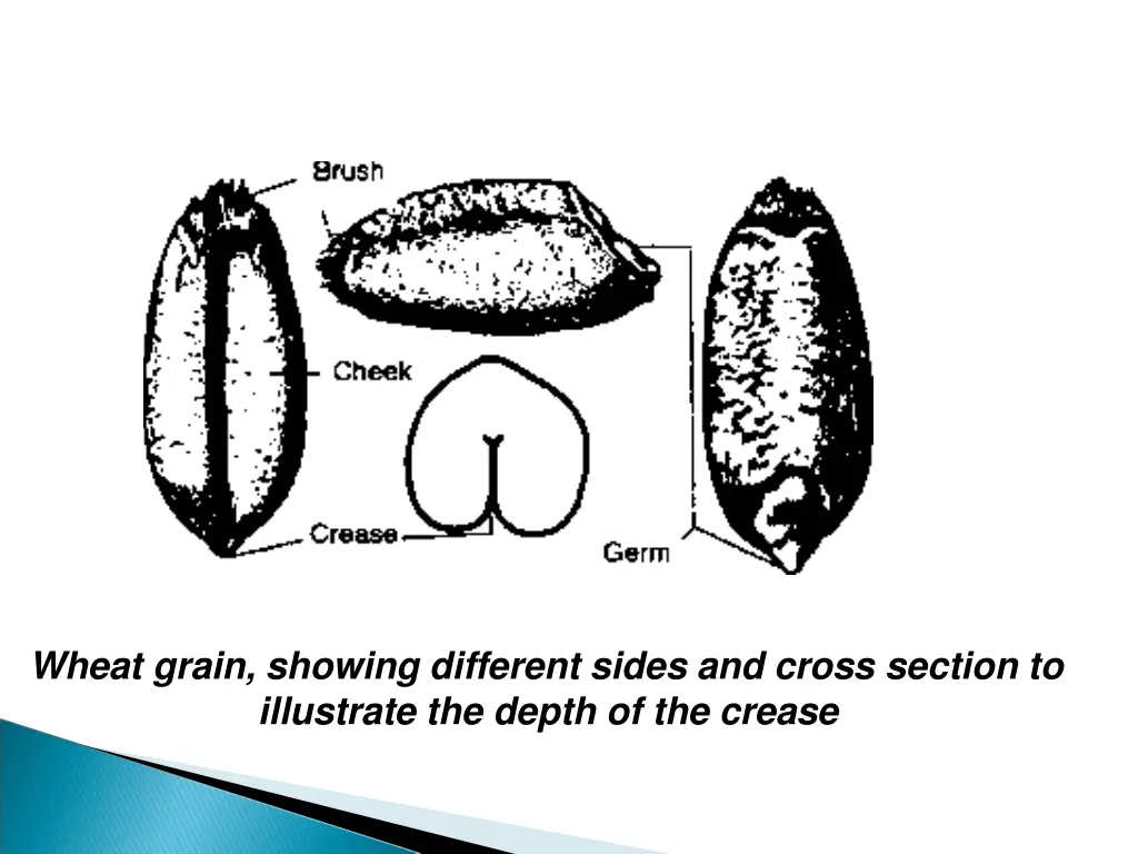 wheat grain showing different sides and cross