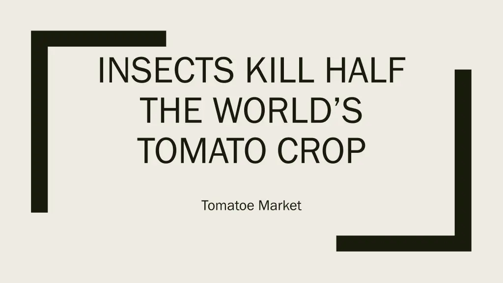 insects kill half the world s tomato crop